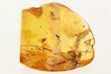 Fossil Mites, Fly, and Bristletail In Baltic Amber #272121-1